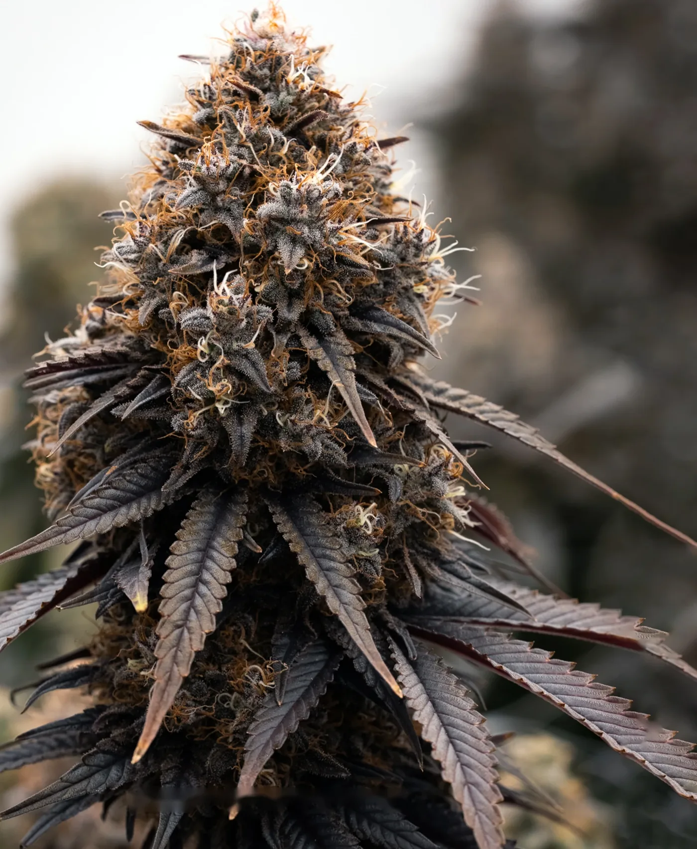 CBD flower in the field, with dark leaves and visible trichomes